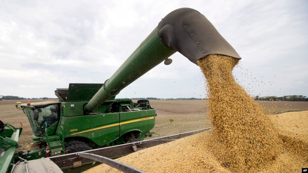 2018年9月21日，迈克·斯塔基 (Mike Starkey) 在印第安纳州布朗斯堡收割庄稼时从联合收割机上卸下大豆。中美之间不断升级的贸易战正在引起农民的焦虑。(photo:VOA)