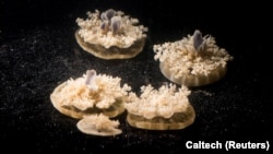 A primitive type of jellyfish called Cassiopea, which goes to sleep nightly, is seen on the floor of their tank at Caltech in Pasadena, California, in this image released Sept. 20, 2017.