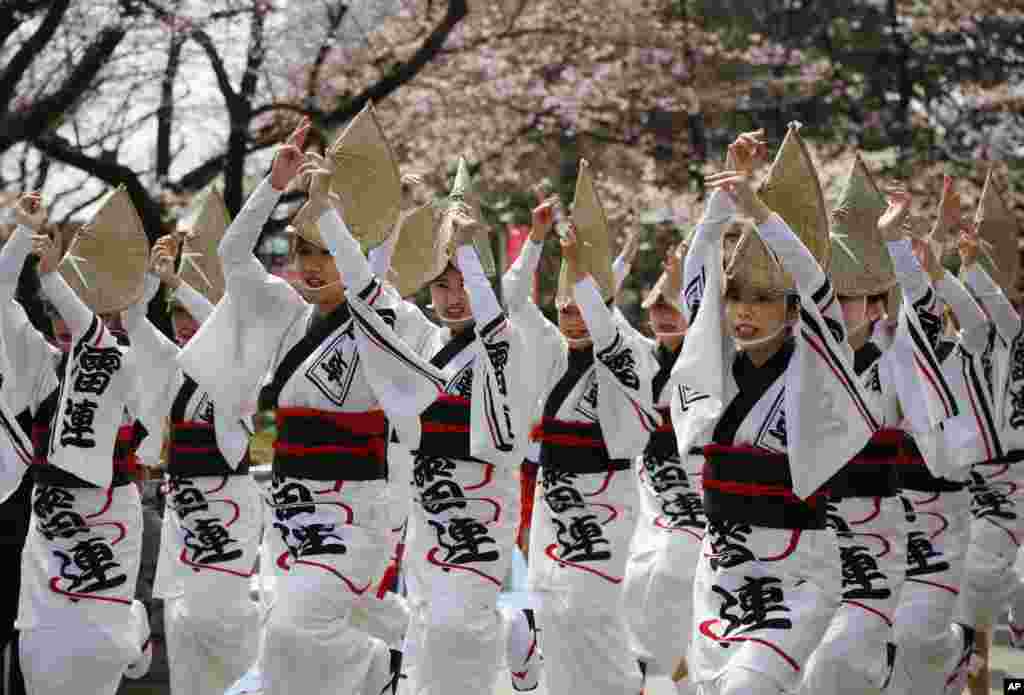 Women in traditional attire perform Japanese traditional dance during Sumida Park Cherry Blossom Festival in Tokyo.