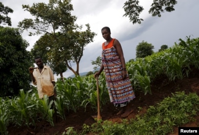 FILE - Malawian subsistence farmers Simon Sikazwe (L) and Cecelia Kazibuta (R) stand beside communal maize fields in Dowa. Food shortages were allegedly among the subjects discussed.