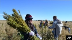 In this Oct. 5, 2013 photo, volunteers harvest hemp at a farm in Springfield, Colo. during the first known harvest of industrial hemp in the U.S. since the 1950s. America is one of hemp’s fastest-growing markets, with imports largely coming from China and