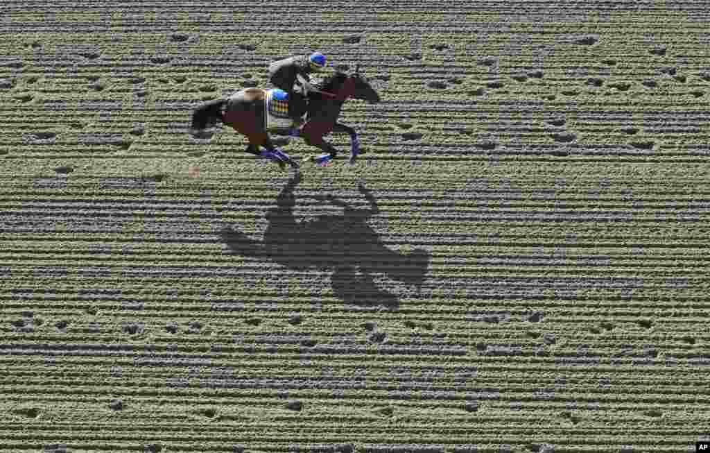 Kentucky Derby winner American Pharoah, with rider Jorge Alvarez aboard, gallops at Pimlico Race Course in Baltimore. The Preakness Stakes horse race is scheduled to take place May 16.