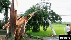 Cây cối và cột điện bị ngã sau trận bão Hạ Long tại thị trấn Minobu, quận Tochigi, Nhật Bản, ngày 10/8/2014.
