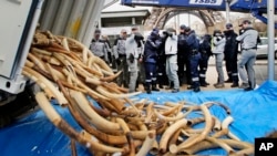FILE - French Customs employees protect themselves from fragments as about 698 elephant tusks are unloaded before being crushed into dust, at the foot of the Eiffel Tower in Paris, Thursday, Feb. 6, 2014.