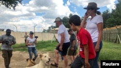 Turis berinteraksi dengan anak singa di "Lion and Safari Park" dekat Johannesburg, Afrika Selatan, 7 Februari 2020. (Reuters / Tim Cocks)