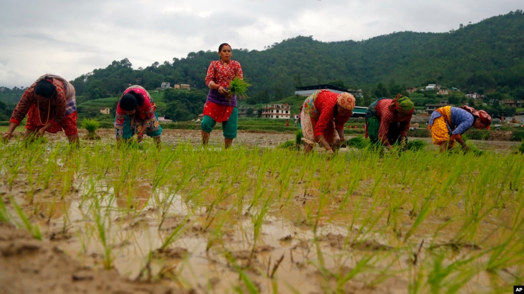 Nepalese farmers plant rice saplings in a paddy field during Asar Pandra, or paddy planting day in Lele, Lalitpur, Nepal, Friday, June 29, 2018. (AP Photo/Niranjan Shrestha)