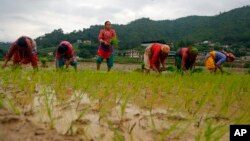 Nepalese farmers plant rice saplings in a paddy field during Asar Pandra, or paddy planting day in Lele, Lalitpur, Nepal, Friday, June 29, 2018. (AP Photo/Niranjan Shrestha)