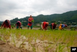 Nepalese farmers plant rice saplings in a paddy field during Asar Pandra, or paddy planting day in Lele, Lalitpur, Nepal, Friday, June 29, 2018. (AP Photo/Niranjan Shrestha)