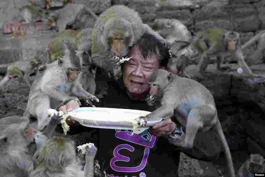 태국 방콕 북부 롭부리의 프라프랑샴욧 사원에서 원숭이들에게 음식을 대접하는 연례 축제가 열린 가운데, 주최자인 용유스 깃와타나누손이 들고 있는 과일을 먹기 위해 긴 꼬리 원숭이들이 몰려있다.