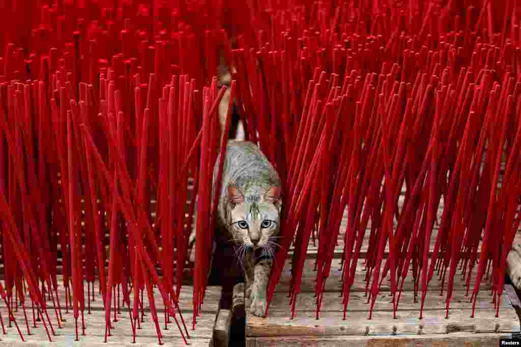 A cat is seen among incense sticks drying at a factory, ahead of the Lunar New Year, in Tangerang, outside Jakarta, Indonesia.