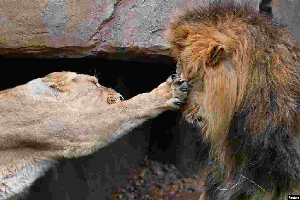 A lioness takes a swipe at Bhanu the Asiatic lion during an event to publicize World Lion Day at London Zoo in London, Britain, Aug. 9, 2018.