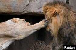 Here are two big cats. A lioness hits Bhanu the Asiatic lion in the face during an event at the London Zoo in London, Britain, August 9, 2018. (Reuters Photo/Toby Melville)