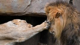 Here are two big cats. A lioness hits Bhanu the Asiatic lion in the face during an event at the London Zoo in London, Britain, August 9, 2018. (Reuters Photo/Toby Melville)