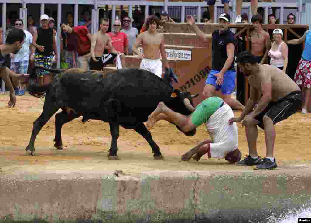 Một người tham dự bị bò húc trong lễ hội &quot;Bous a la Mar&quot; ở thành phố Denia ven biển phía đông của Tây Ban Nha.