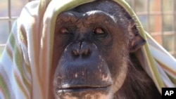 The United States is the only country in the world that still allows federally-funded medical experiments on chimpanzees.