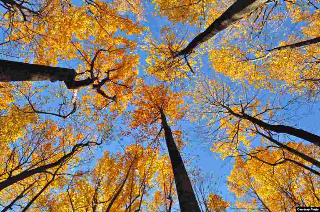 Fall colors on the trees at Shenandoah National Park in Virginia, USA (Photo by Dimitris Manis/VOA Greek Service)