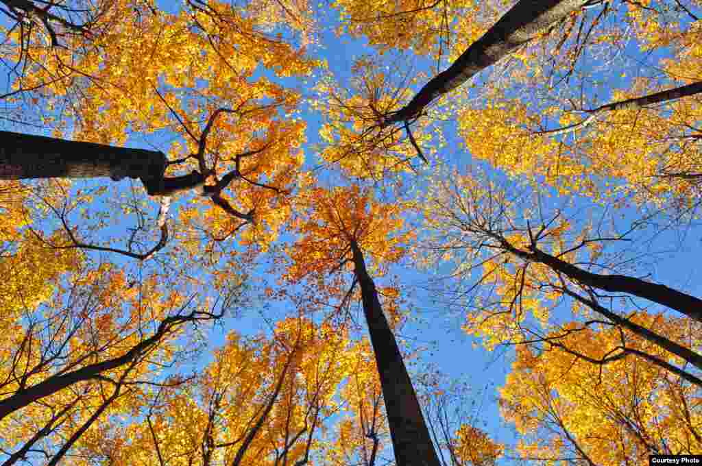 Fall colors on the trees at Shenandoah National Park at the border of Virginia with West Virginia, USA (Photo by Dimitris Manis/VOA Greek Service)