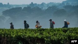 FILE: Workers walk through a tea plantation on the way to pick tea-leaves in the morning in Kericho, Kenya, on July 24, 2020