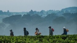 ရာသီဥတု ပြောင်းလဲမှုကြောင့် ကမ္ဘာ့ လက်ဖက်စိုက်ပျိုးထုတ်လုပ်မှု ထိခိုက်
