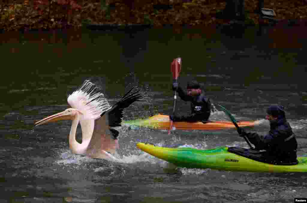 Zoo keepers catch a pelican to move it to its winter enclosure at Liberec Zoo in Liberec, Czech Republic.