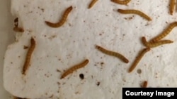 Screenshot of video Mealworms Eat Plastic Waste