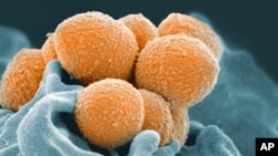 This handout image provided by the National Institute of Allergy and Infectious Diseases shows an electron microscope image of Group A Streptococcus (orange) during phagocytic interaction with a human neutrophil (blue). The same bacteria that cause simple strep throat sometimes trigger bloodstream or even flesh-eating infections instead, and over the years, dangerous cases have increased. Now researchers have uncovered how some strains of this bug evolved to become more aggressive. (National Institute of Allergy and Infectious Diseases via AP)