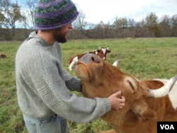 Ben Dube, who graduated from Green Mountain College last year and now works on the farm, gives Bill a scratch. (VOA/N. Keck)