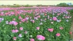 آفتی مرموز تولید تریاک در افغانستان را کاهش می دهد