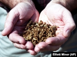 A scientist holds black soldier fly maggots at a research center in the U.S. state of Georgia.