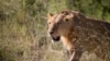 Kenya Lions Killed for Taking Livestock