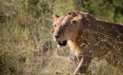 Seekor singa mencari mangsa di sore hari, di dekat sungai di Maasai Mara, Kenya barat daya, 6 Juli 2015. (AP)