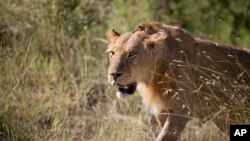 FILE: In this Monday, July 6, 2015 file photo, a lion prowls for potential prey in the afternoon near to a river in the Maasai Mara, south-western Kenya. The increasing presence and predation of lions has triggered their killing.