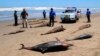 753 Lumba-lumba Mati di Lepas Pantai AS akibat Virus