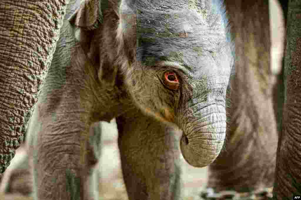 A newborn elephant is pictured in the zoo of Copenhagen, Denmark. The unnamed elephant was born early this morning.