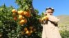 افغانستان کې د ستروس مېوو تولید زیات شوی 