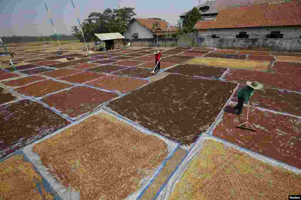 Farmers use rakes to dry cloves, commonly used in locally manufactured cigarettes, near Purwakarta, West Java, Indonesia.