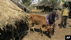 Worku Tegegne pets his cow in Ghibe Valley, southwest of Addis Ababa, Ethiopia, which is suffering from bovine trypanosomosis, transmitted by tsetse flies.