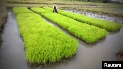 A man works in a rice field in Nanan, Yamoussoukro, Ivory Coast, Sept. 27, 2014. 