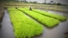 FILE - A man works in a rice field in Nanan, Yamoussoukro, Ivory Coast, Sept. 27, 2014. 