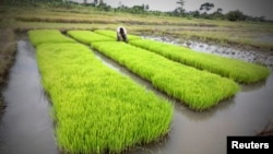 Un homme travaillant dans un champ de riz à Nanan, Yamoussoukro, en Côte d'Ivoire, le 27 septembre 2014.