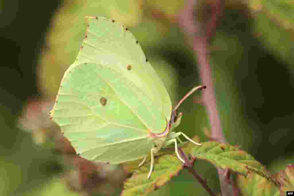 A handout picture released, Sept. 23, 2020 by Andrew Bladon of University of Cambridge shows a Brimstone Gonepteryx rhamni butterfly.