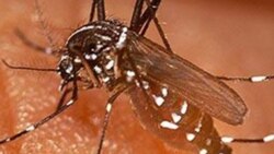 Spray Shows Promise in Malaria Study in Benin
