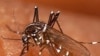 Spray Shows Promise in Malaria Study in Benin