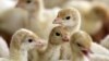 McDonald's di AS, Kanada Hanya akan Sajikan Telur Ayam Kampung Mulai 2025