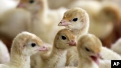 Ayam-ayam yang diternakkan tanpa menggunakan antibiotik di Lebanon, Pennsylvania.