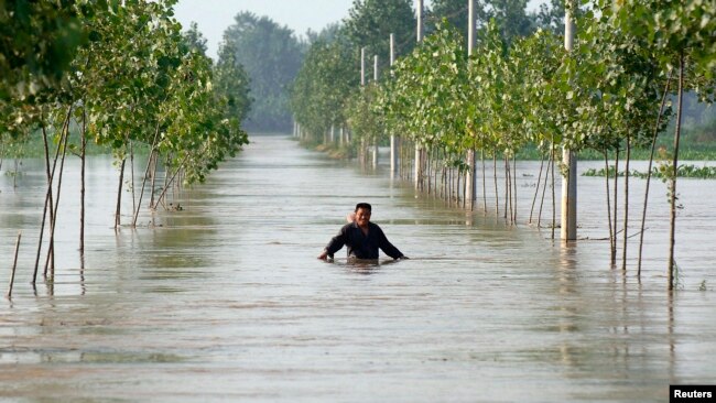 中国安徽王家坝地区的一名村民在被洪水淹没的道路上行走。(2020年7月10日)
