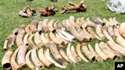 Pihak berwenang Kenya menyita sedikitnya dua ton gading gajah ilegal di pelabuhan Mombasa, Kenya dalam satu peti kemas yang bertujuan ke Indonesia., Rabu, Januari 16, 2013. (AP Photo / Khalil Senosi)
