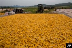지난 2012년 9월 북한 개성 인근 도로에서 수확한 옥수수를 말리고 있다.