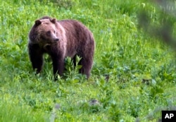 FILE - In this July 6, 2011, photo, a grizzly bear roams near Beaver Lake in Yellowstone National Park, Wyo.