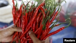 A worker holds harvested chilies at a plantation in Pasir Datar Indah village near Sukabumi, Indonesia's West Java province, Aug. 6, 2015. 